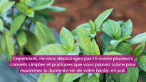 7 conseils pour faire durer votre basilic en pot tout l’été