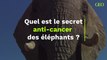 Quel est le secret anti-cancer des éléphants ?