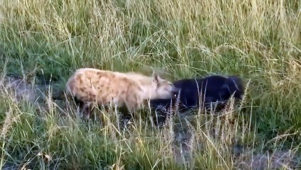 Leopard Stealing Eggs Discovered By Mother Ostrich And The Rightful Punishment For The Thief
