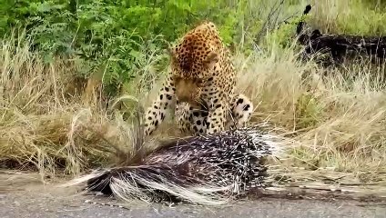Mother Porcupine Take Down A Whole Herd Of Leopards -  The Leader Of The Leopard Felt Scared