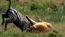 Terrible Power !! Elephants and Zebras Unite To Defeat The Evil Lion - Lion vs Elephant #kingtiger