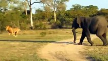 Intense! Buffalo And Elephants Punish The Cruel Lions That Prowl To Eat Other Species - Wild Animals