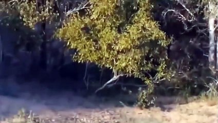 Intense ! Warthog And Hyena Compete To Rip Leopard Apart For Revenge - Wild Animals Fight