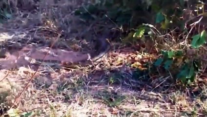 Python And Crocodile Compete To Bite The Lion - Can The Lion Cub Save Its Mother From Death