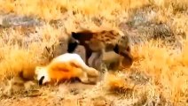 OMG !! The poor Lioness Giving Birth Still Has To Fight With The Hungry Hyenas To Protect Her Cubs