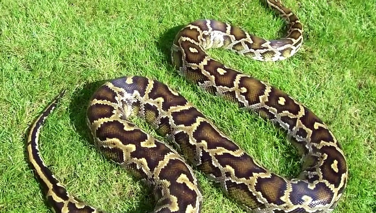 DIE 10 GRÖSSTEN EIER VON TIEREN