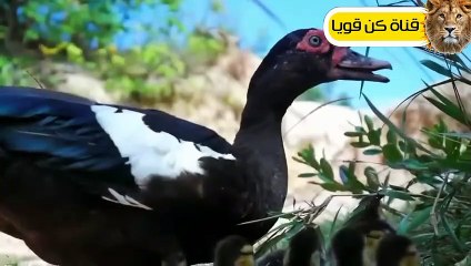 أقترب هذا الثعبان من صغار البط ولكن ما حدث لم يكن متوقعا!!شئ لا يصدق عالم الحيوان