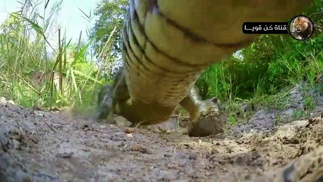 التماسيح الجائعة والنمور المفترسة صراع البقاء في عالم الحيوان