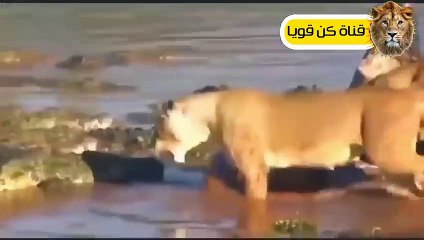 التماسيح قررت أَخيراً القضاء على الأسود فكانت قوتهم كالصاعقة ! عالم الحيوان