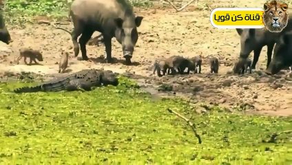 التماسيح قررت أَخيراً القضاء على الخنزير البري فكانت قوتهم كالصاعقة ! عالم الحيوان