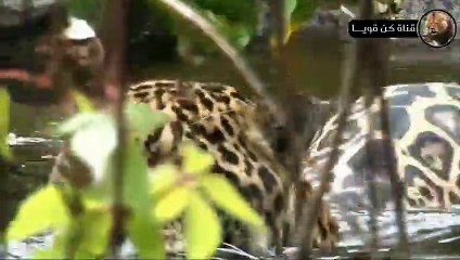 الضباع الجائعة تبحث عن فريسة في مياه المستنقعات الأفريقية  عالم الحيوان