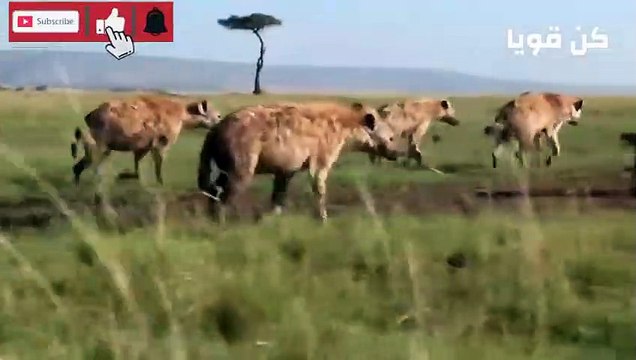 الضباع الجائعة والحيوانات البرية وصراع من أجل البقاء عالم الحيوانات المفترسة