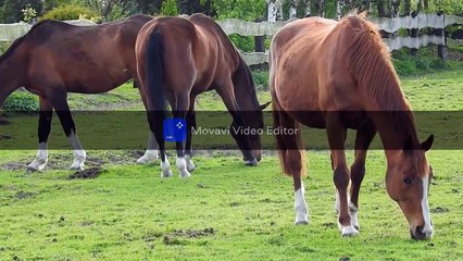 Le cheval est un grand mammifère herbivore et ongulé à sabot unique