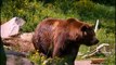 Les ours forment la famille de mammifères des ursidés
