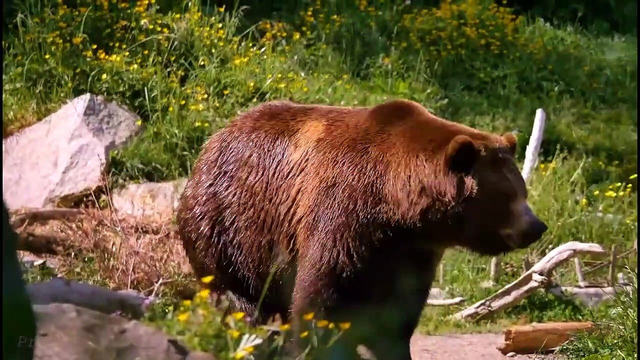 Les ours forment la famille de mammifères des u...