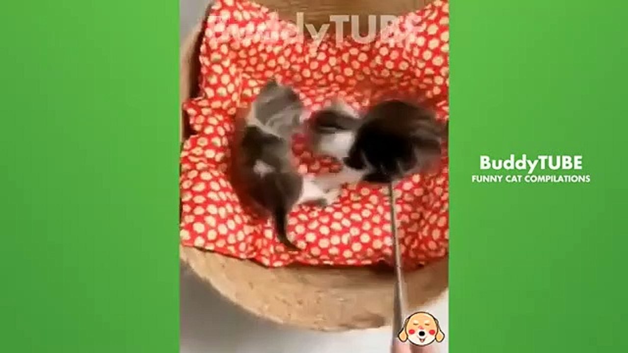 Cats can be amusing and entertaining pets FA#512 #cat #animals #catvideos #  @animalfunnyworld21