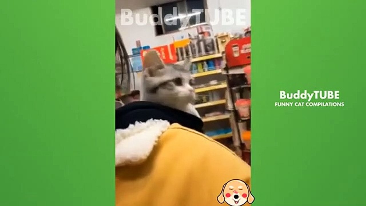 Chats drôles   Chiens - Animaux droles 257#cat#cats  #happydog#@animalfunnyworld21