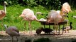 Le spectacle fou des flamants roses - ZAPPING SAUVAGE