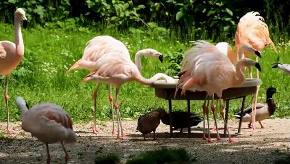 Le spectacle fou des flamants roses - ZAPPING SAUVAGE