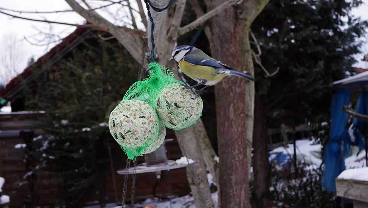 chants , cris du moineau domestique