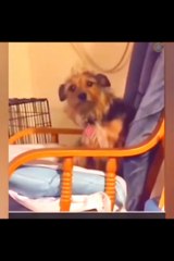 Funny animals dogs  #animals #dog #funny #  @animalfunnyworld21