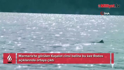 Marmaris'te görülen Kaşalot cinsi balina bu kez Rodos açıklarında ortaya çıktı