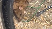 Rat-tled woman almost flies out of her shoes after stuck rat surprises her with his athleticism