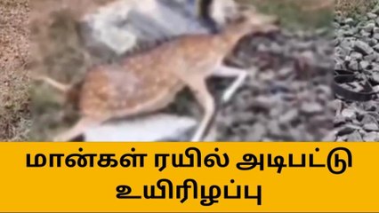 தண்ணீர் தேடி வந்த மான்கள் - ரயிலில் அடிபட்டு பலியான சோகம்!