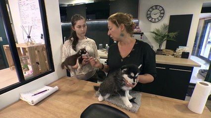 Exclu. Business des animaux de compagnie : le prix hallucinant d'un chiot dévoilé dans Capital