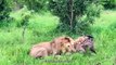 The Lion Grabs Cheetah From Its Head Until Death
