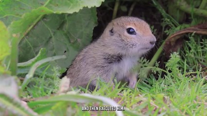 This Cat Can Even Kill An Alligator