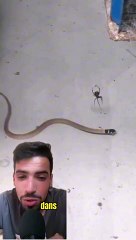 Cette araignée a essayé de capturer un serpent !