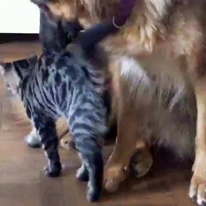 Le berger allemand rencontre le chaton tigré