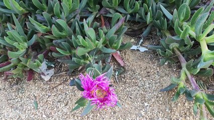 Planta cuchillo, cuidados y reproducción