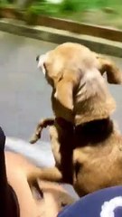 Pattes de chiot le long du trajet