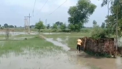 शाहजहांपुर: नहर के पानी से जलमग्न हुई सैकड़ों बीघा फसल, किसानों में बढ़ा आक्रोश