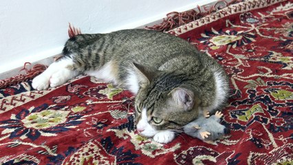 A Cat and His Mouse (3)