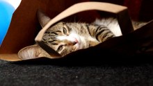 Funny Cat Loves to Sit in a Paper Bag (34)
