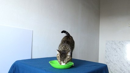 This Cat Food Tastes so Good (1)