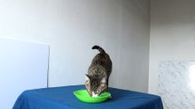 This Cat Food Tastes so Good (1)