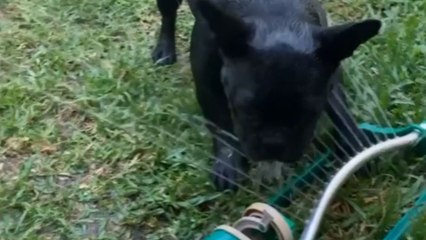 Adorable Frenchie beats the Australian summer heat by befriending a sprinkler