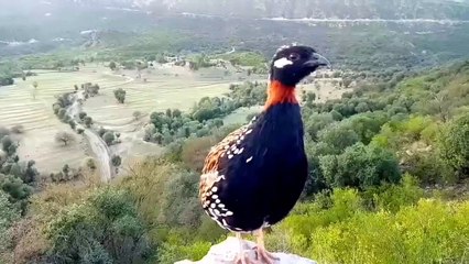 New Black francolin voice Kala Teetar ki awaz 2023