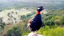 New Black francolin voice Kala Teetar ki awaz 2023