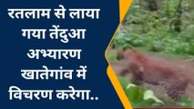 खातेगांव: रतलाम का तेंदुआ खिवनी अभ्यारण में करेगा विचरण, वनविभाग ने छोड़ा