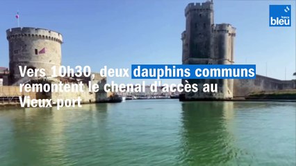 Des dauphins dans le port de La Rochelle