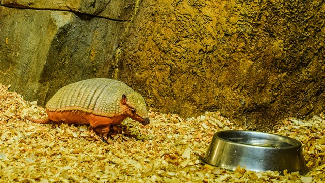 Una familia renunció a sus actividades del campo para dedicarse a cuidar a especies en peligro en las selvas de Colombia