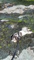 Puppy Cools Off in River