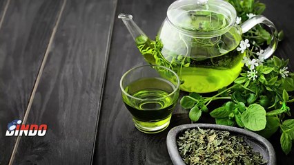 Nikmat dan Menyehatkan, Inilah Rahasia Teh Hijau yang Belum Banyak Diketahui!