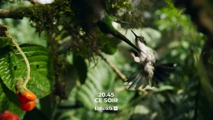 Planète animale 2 : Survivre - Bande annonce