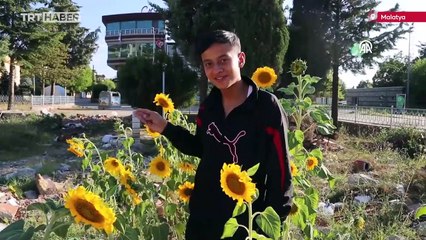 Malatya'da depremde aldığı hasar nedeniyle yıkılan binanın arazisinde ayçiçekleri açtı